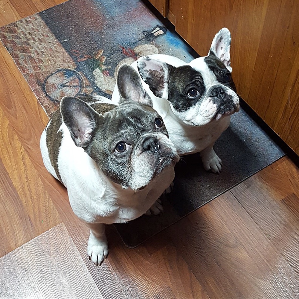 my “kids”—Bully & Lily‼️😍😍